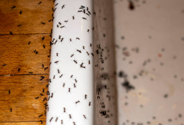 Best Mosquito Control Services  in Raton, NM