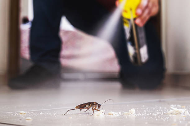 Best Spider Control Near Me  in Raton, NM